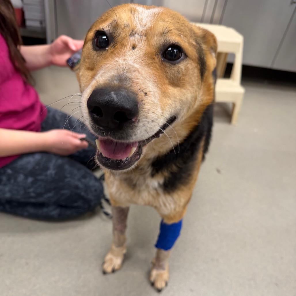 Enlarge Bingo, a Adoptable mixed breed in Martinsville, VA image 1/1