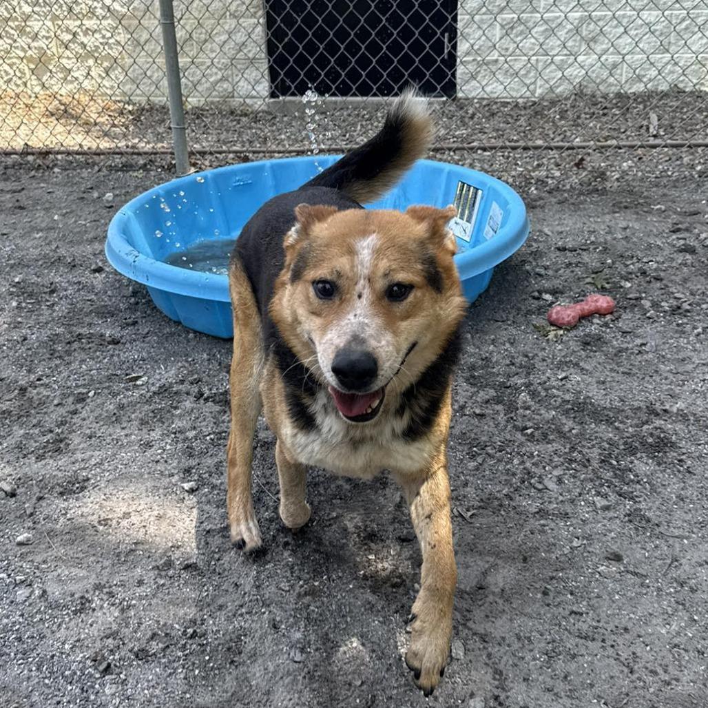 Enlarge Bingo, a Adoptable mixed breed in Martinsville, VA image 2/6
