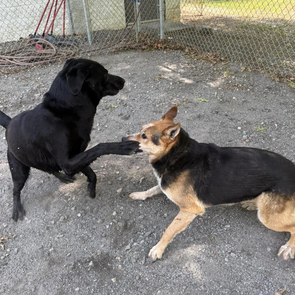 Enlarge Bingo, a Adoptable mixed breed in Martinsville, VA image 3/6