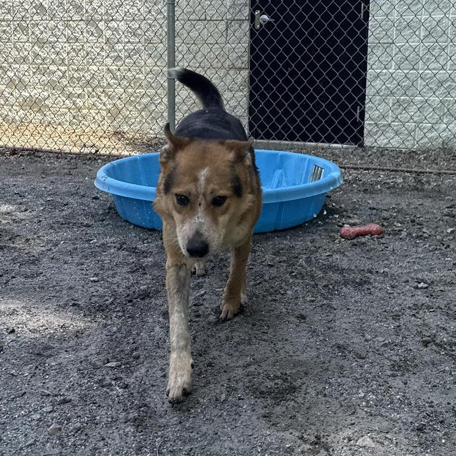 Enlarge Bingo, a Adoptable mixed breed in Martinsville, VA image 4/6