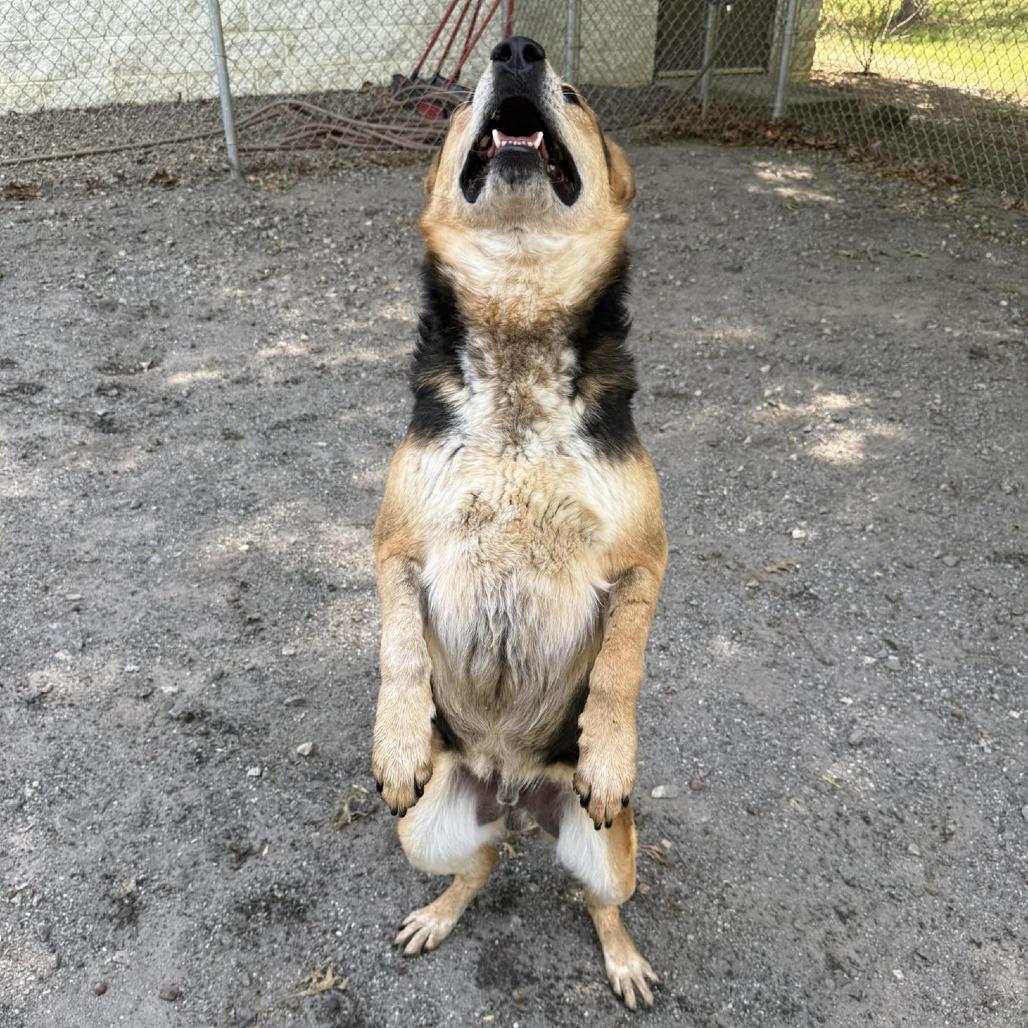 Enlarge Bingo, a Adoptable mixed breed in Martinsville, VA image 5/6