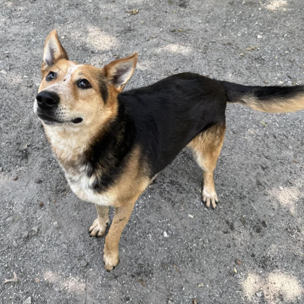 Enlarge Bingo, a Adoptable mixed breed in Martinsville, VA image 6/6