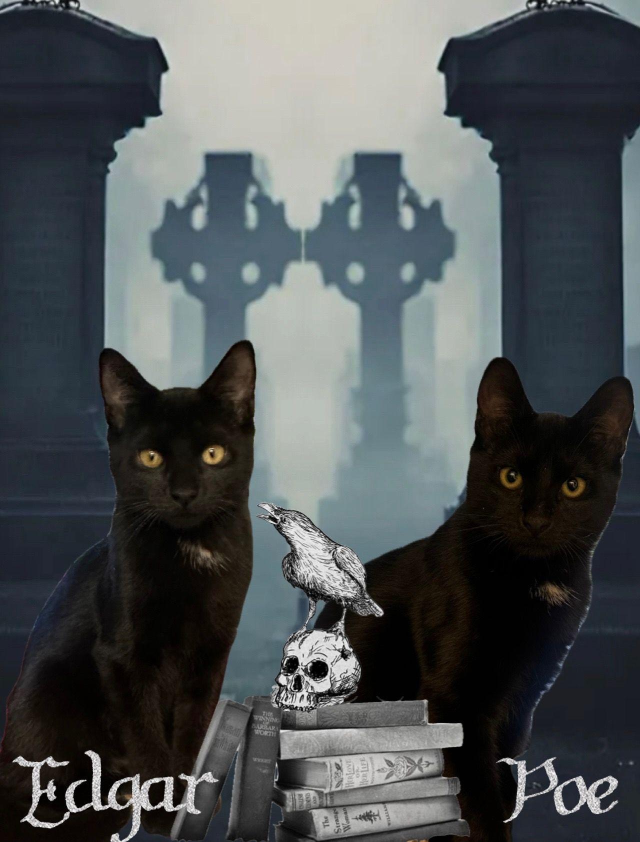Enlarge Edgar and Poe, a Adoptable Domestic Short Hair in North Kingstown, RI image 1/1