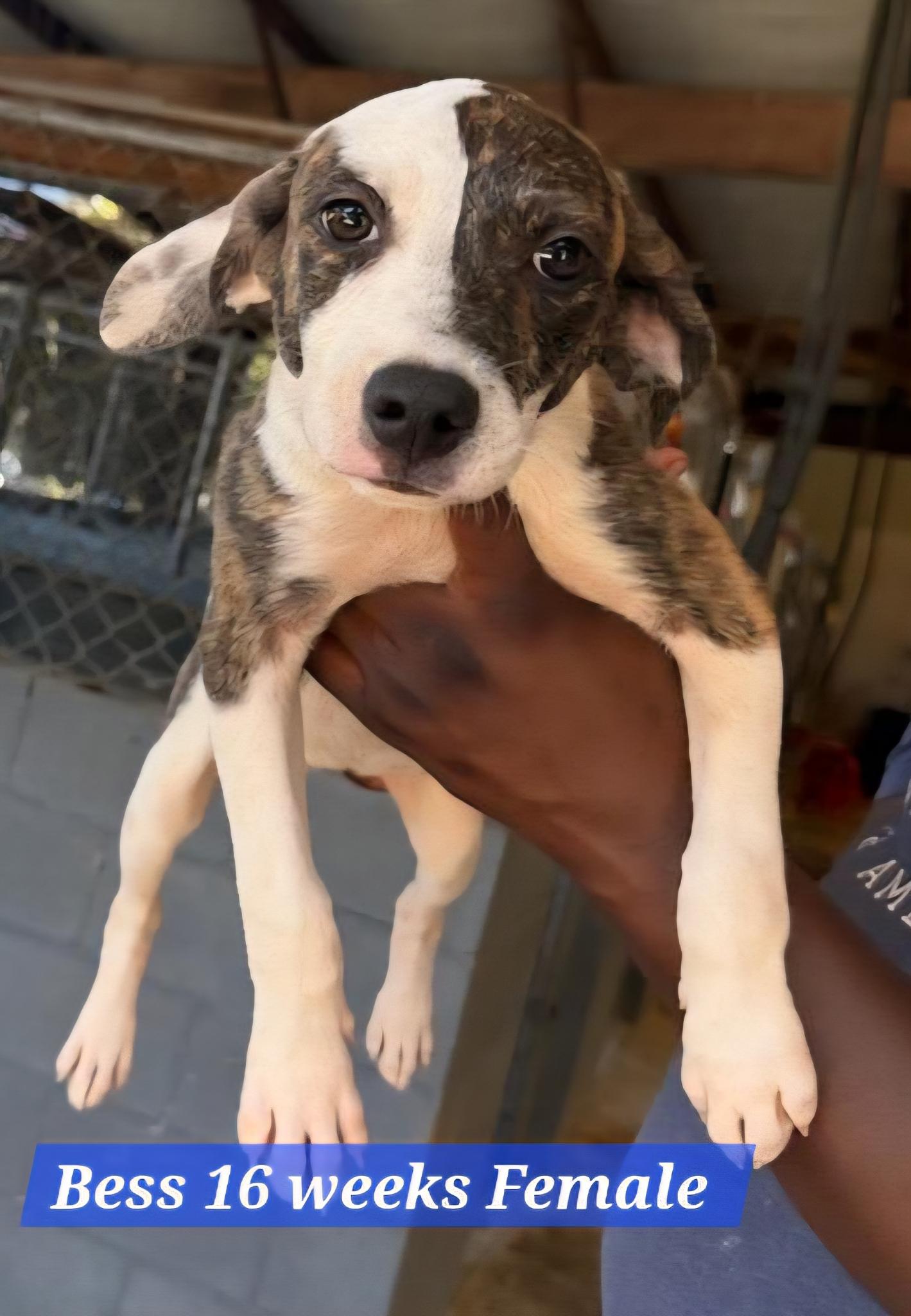 Bess, Adoptable, Puppy Female Mixed Breed & Chocolate Labrador Retriever.