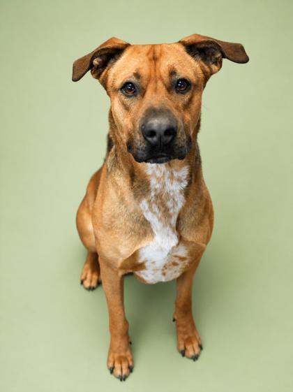 Ricky Bobby, Adoptable, Adult Male Shepherd & Mixed Breed.