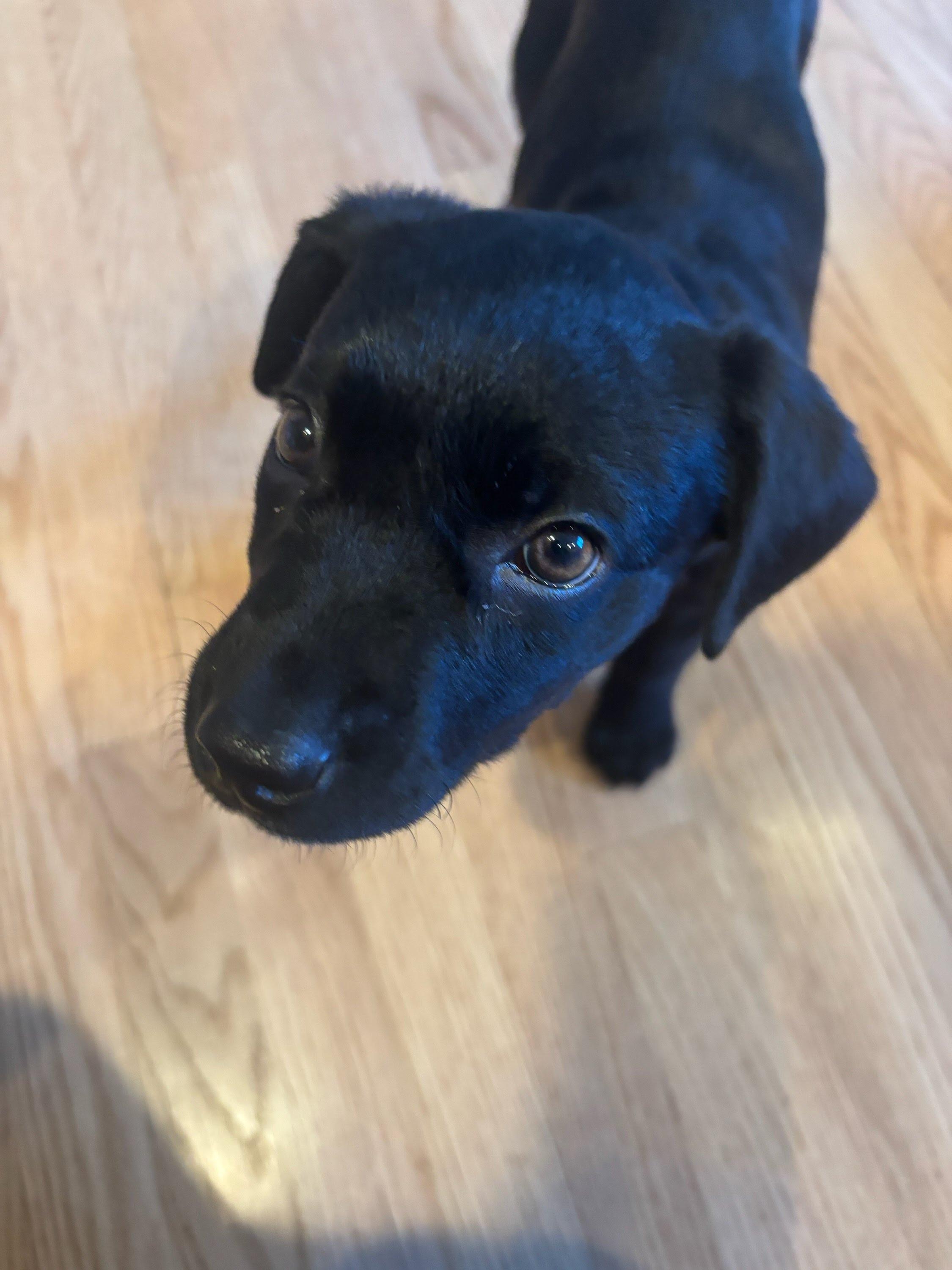 Enlarge Sloane, an adoptable mixed breed in Oswego, IL image 3/4