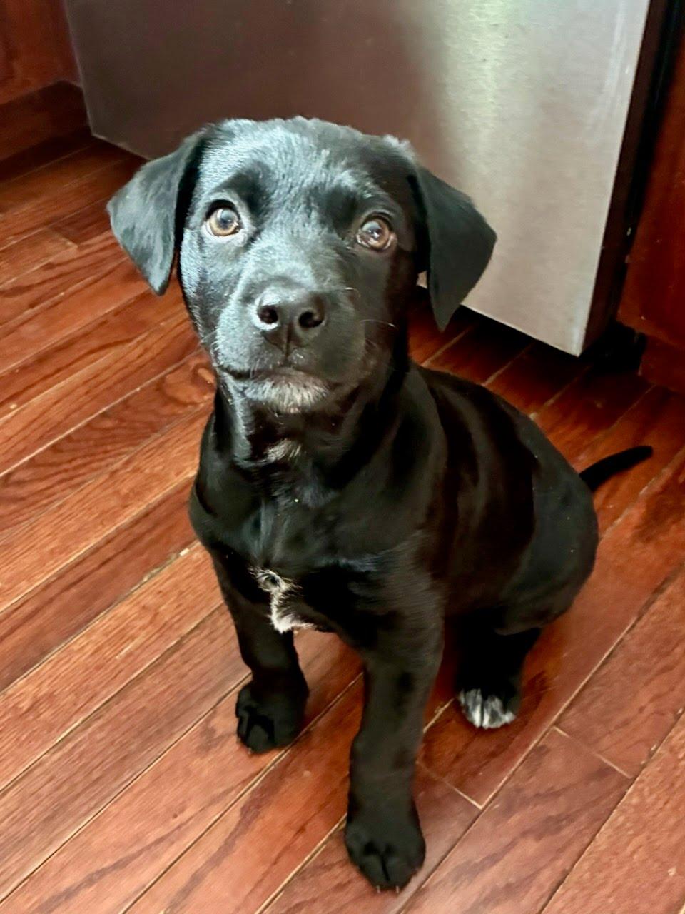 Sloane, adoptable, Young Female Chihuahua & Labrador Retriever.