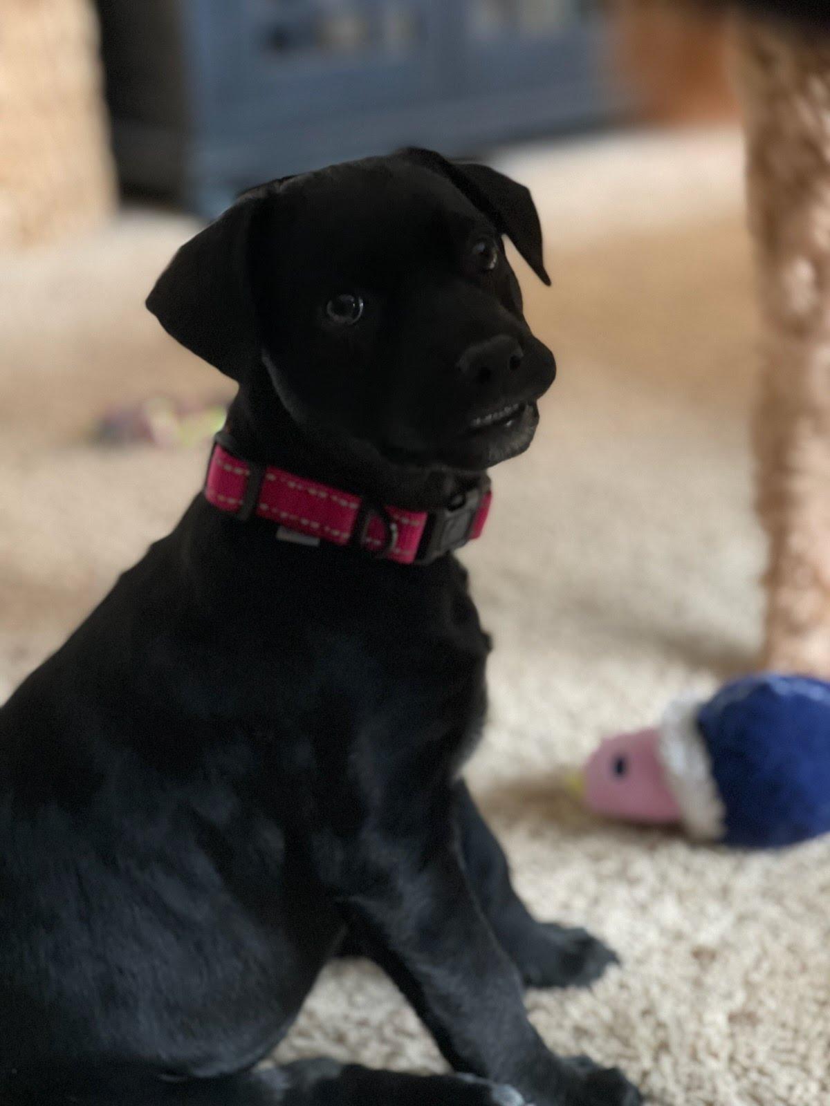 Enlarge Sloane, an adoptable mixed breed in Oswego, IL image 2/4