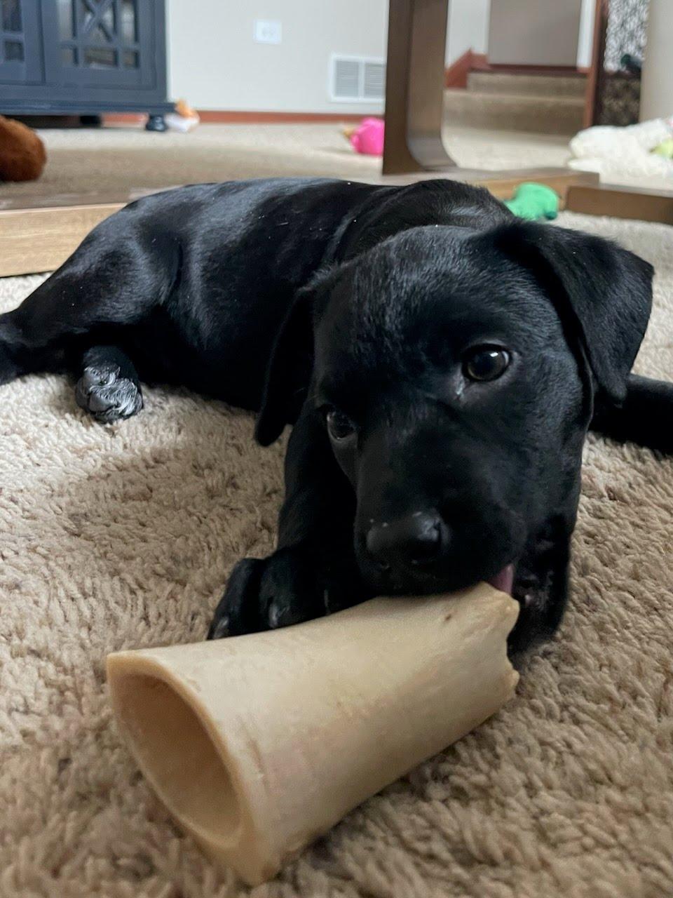 Enlarge Sloane, an adoptable mixed breed in Oswego, IL image 4/4