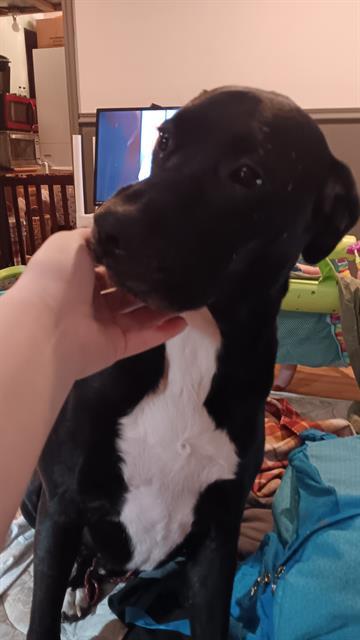 Enlarge SCOUT, a Adoptable mixed breed in Fruit Heights, UT image 1/1