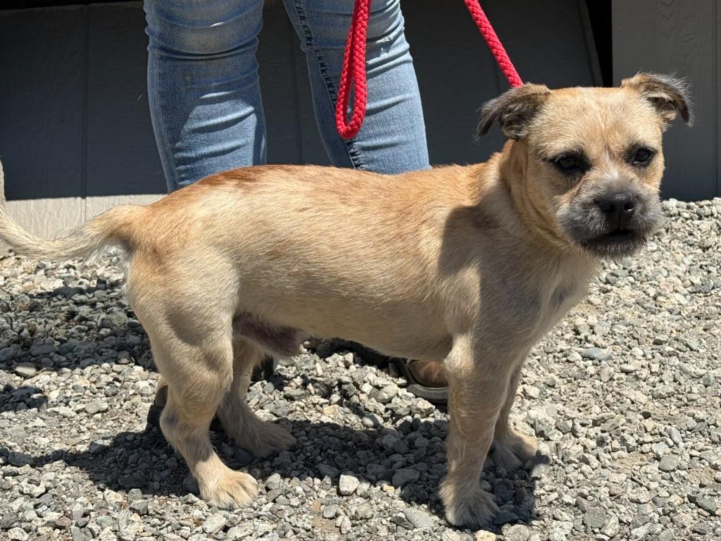 Enlarge Optimus, a Adoptable mixed breed in Vacaville, CA image 1/1