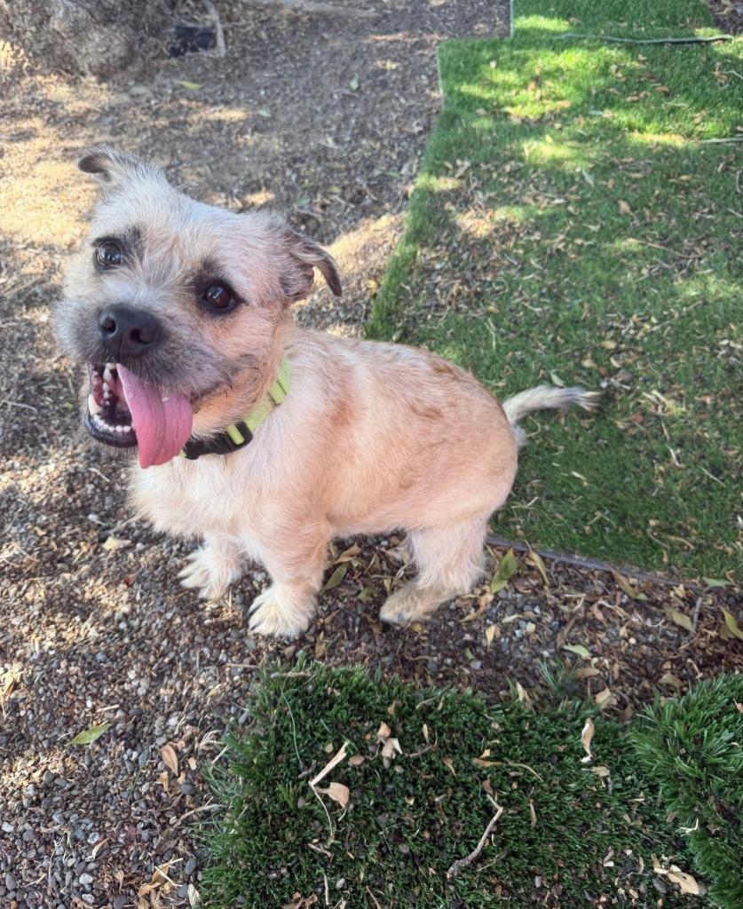 Optimus, Adoptable, Young Male Terrier & Mixed Breed.