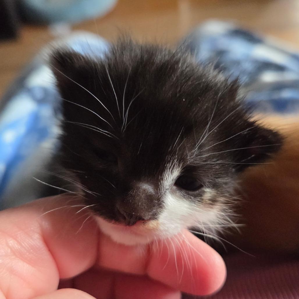 Mia - Calypso, Adoptable, Kitten Female Domestic Short Hair.