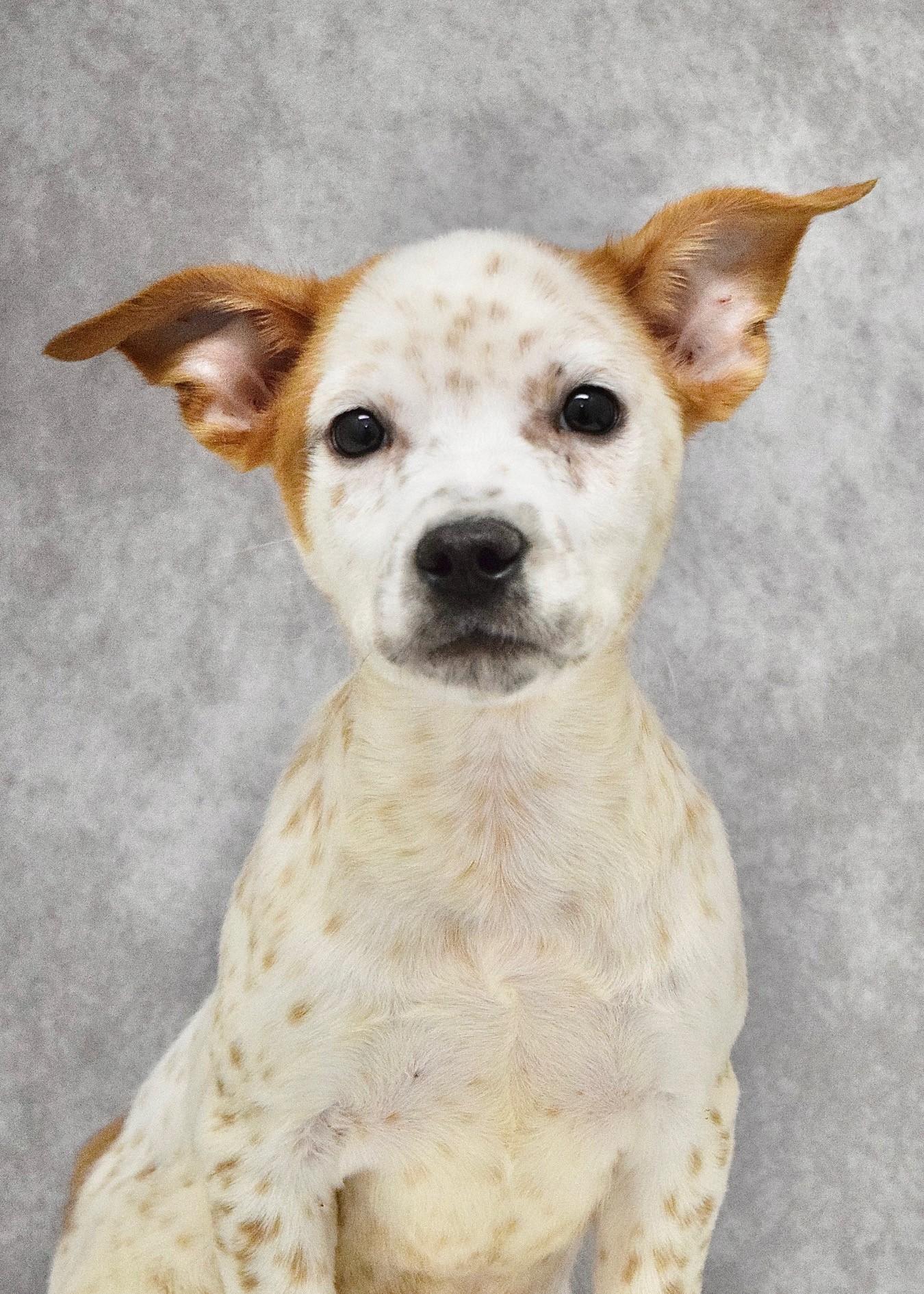Simon, a ADOPTABLE mixed breed in Dublin, CA image 1/2