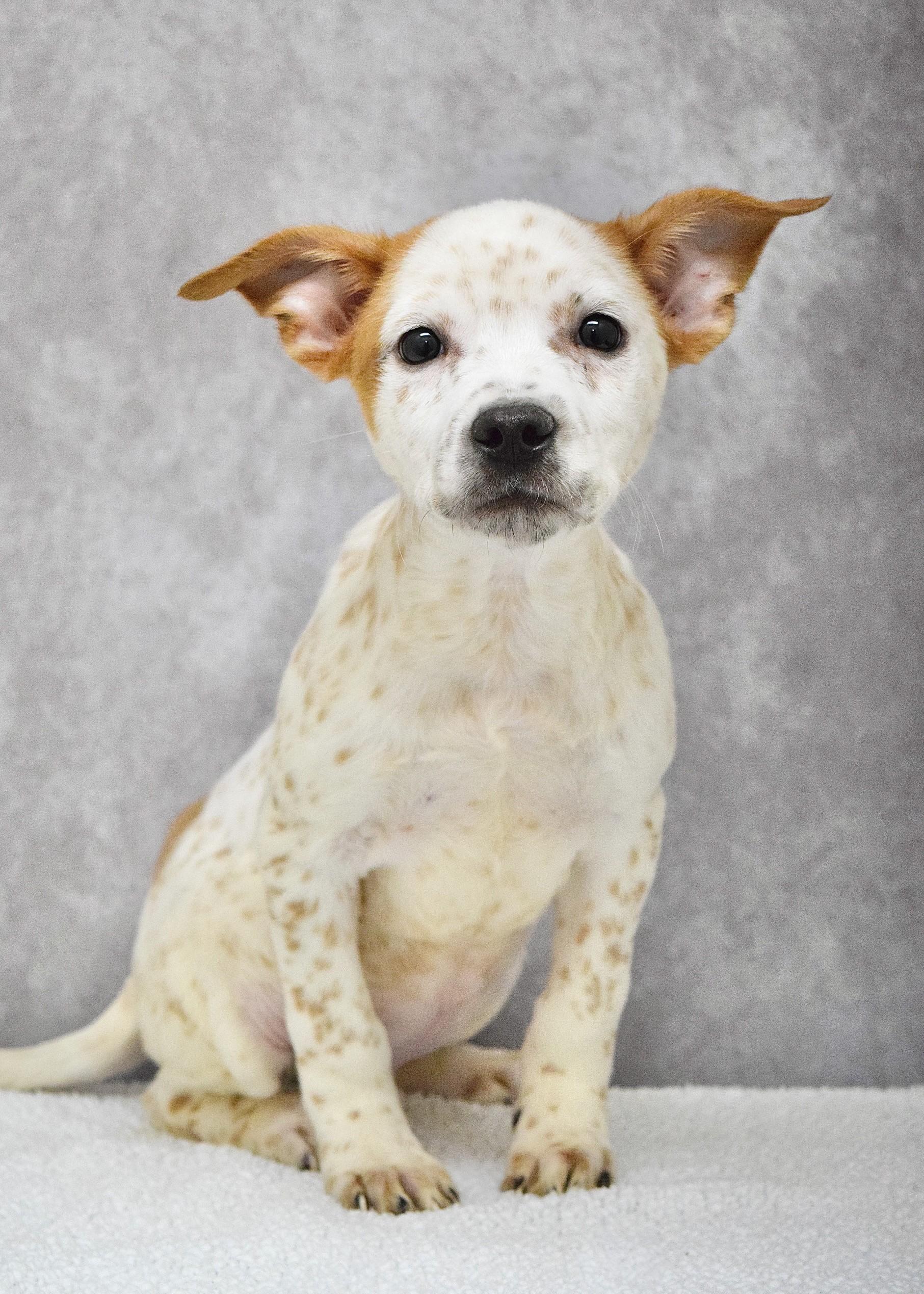 Simon, a ADOPTABLE mixed breed in Dublin, CA image 2/2