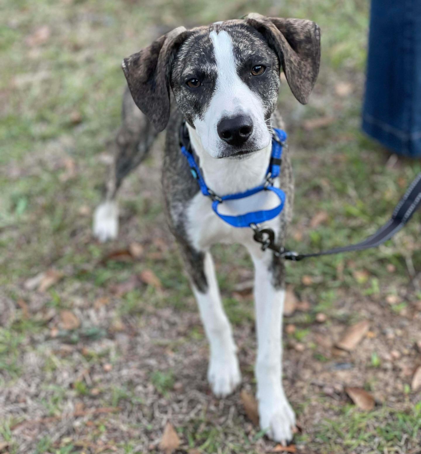 Enlarge Pepper, a Adoptable mixed breed in Salem, NH image 1/1