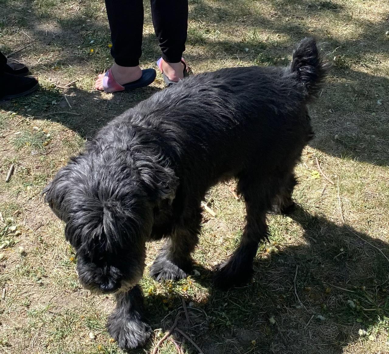 Enlarge Buddy, a Adoptable Schnauzer in West Valley, UT image 3/4