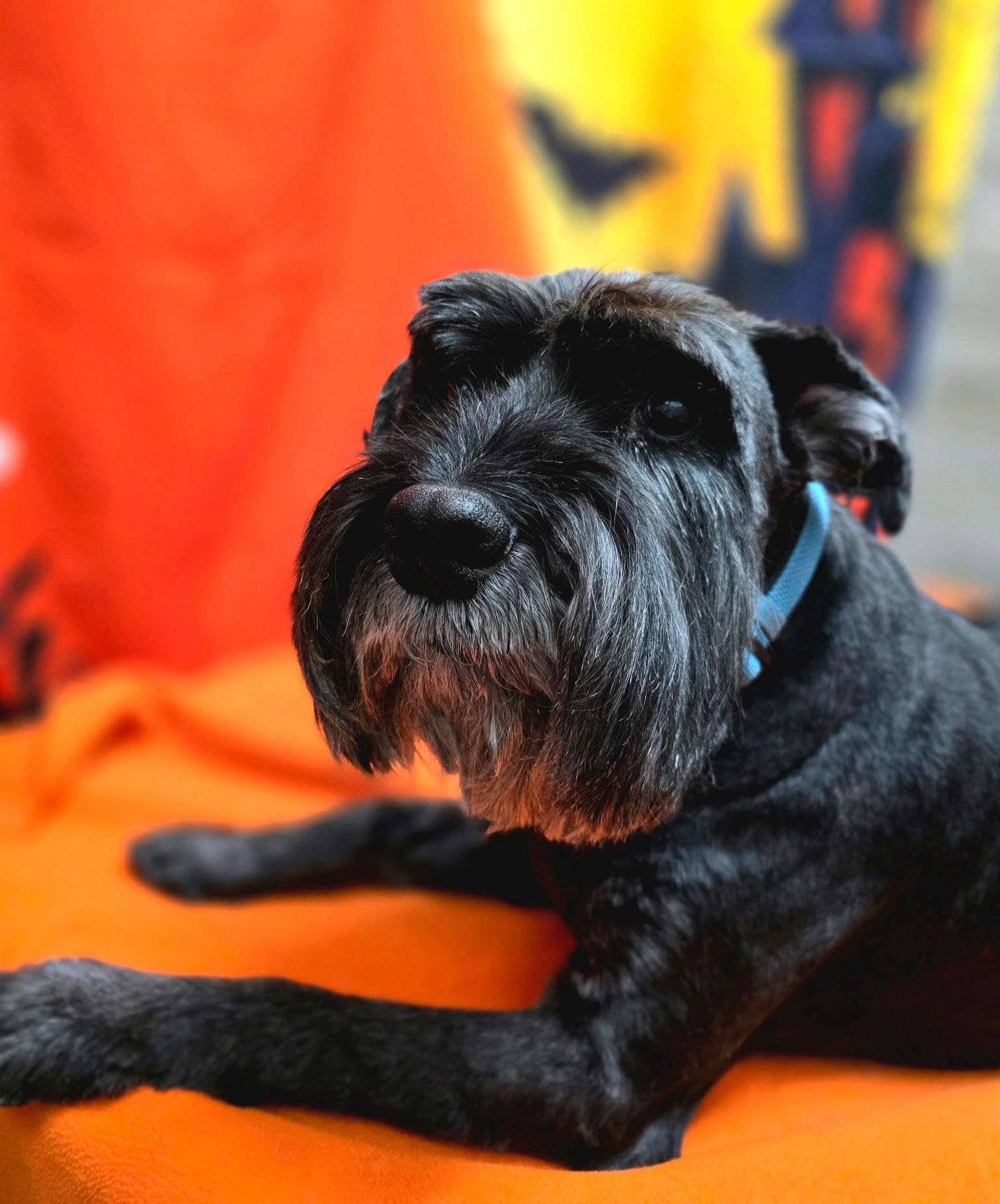 Enlarge Buddy, a Adoptable Schnauzer in West Valley, UT image 4/4
