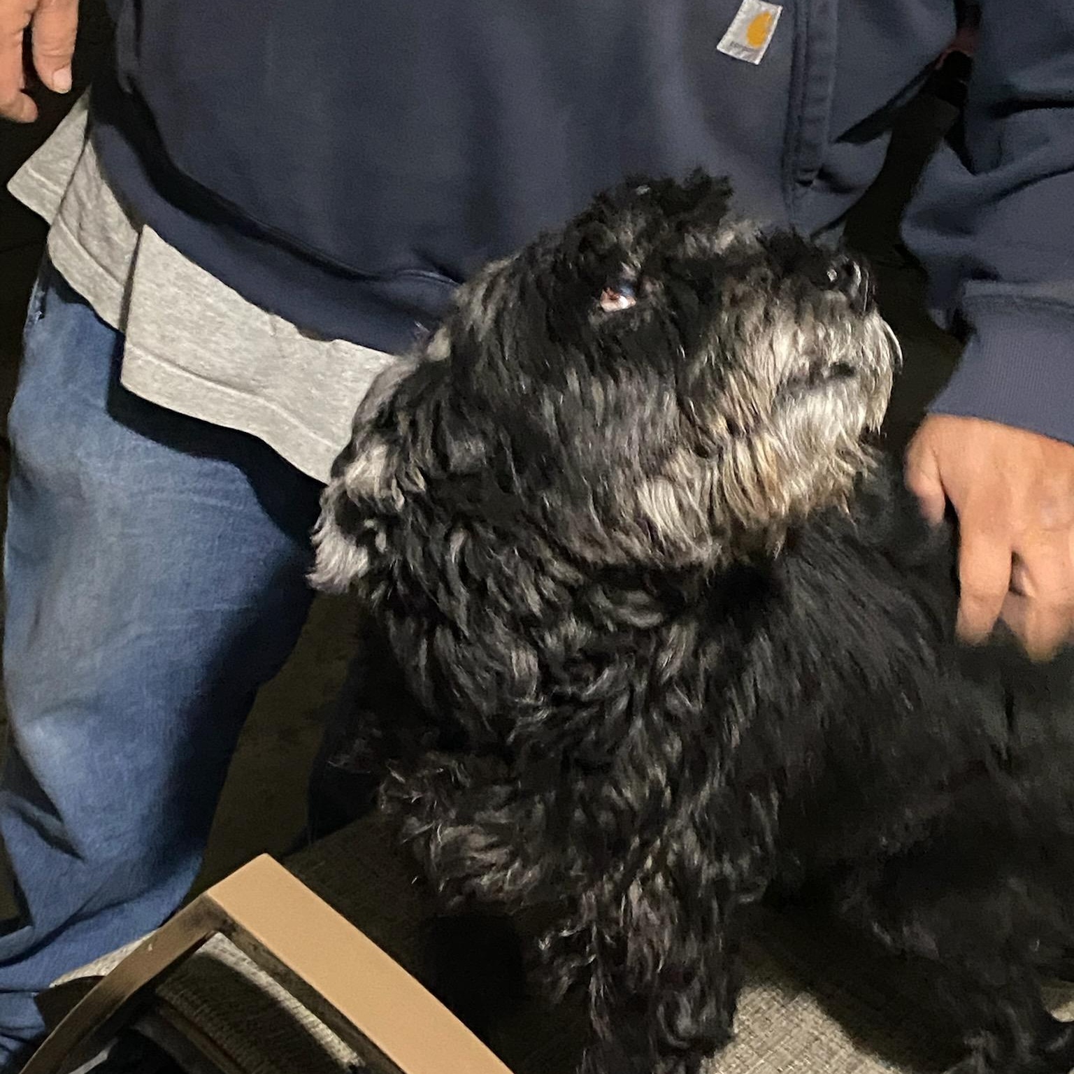 Enlarge Buddy, a Adoptable Schnauzer in West Valley, UT image 2/4