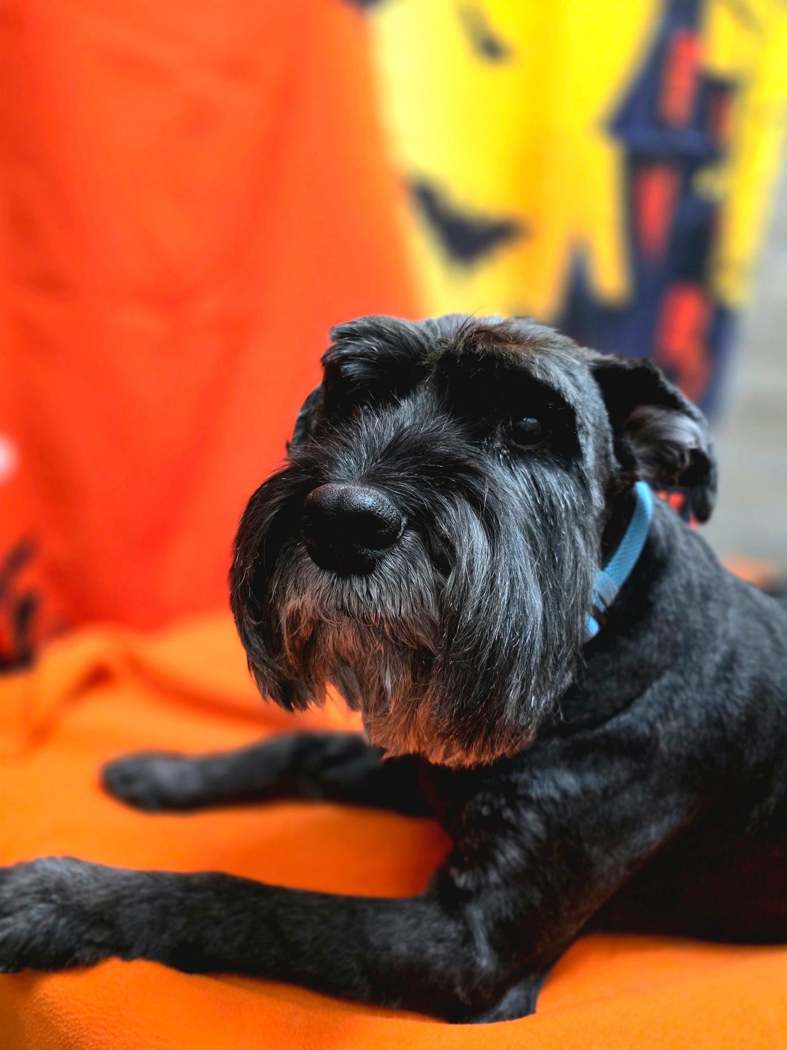 Enlarge Buddy, a Adoptable Schnauzer in West Valley, UT image 1/4