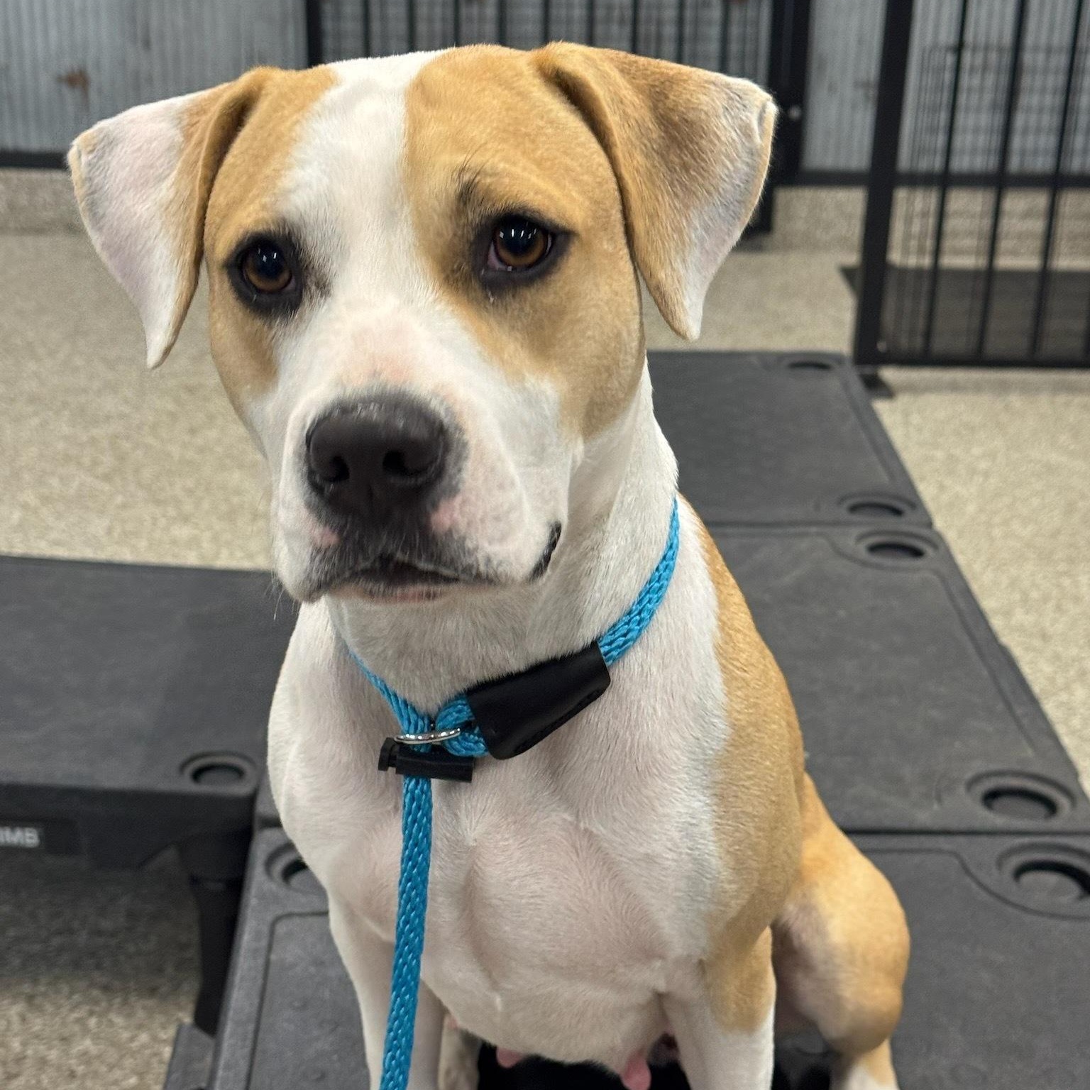 Enlarge Angel Has Landed, a Adoptable mixed breed in Peoria, , IL image 6/6