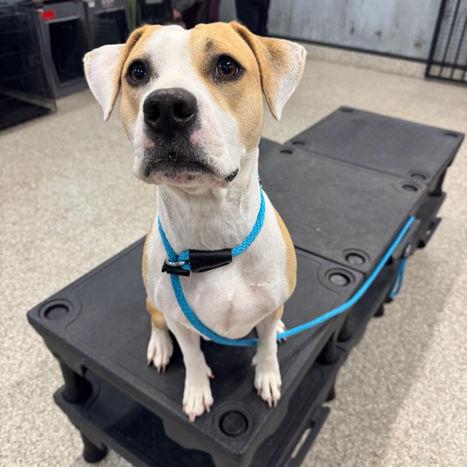 Enlarge Angel Has Landed, a Adoptable mixed breed in Peoria, , IL image 5/6