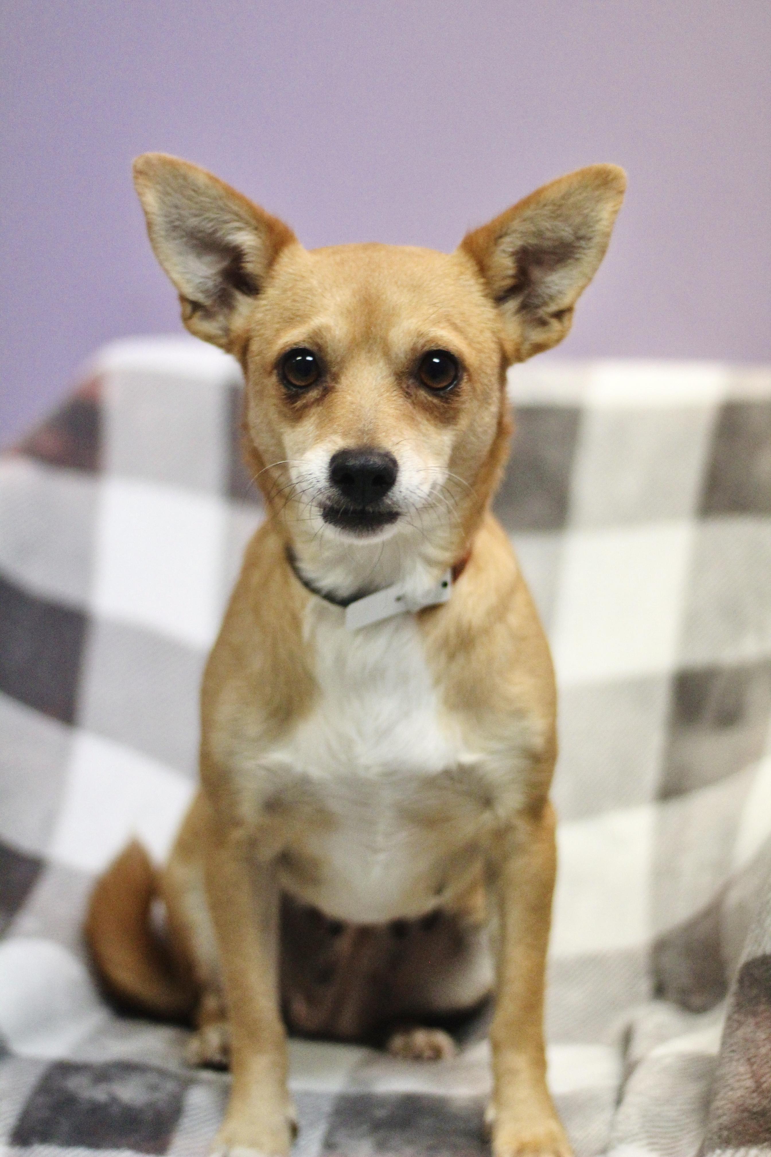 Enlarge Kilimanjaro in NH. Come Meet our Adoptable Dogs Wednesday-Saturday. More info in Bio, a Adoptable mixed breed in Manchester, NH image 3/4