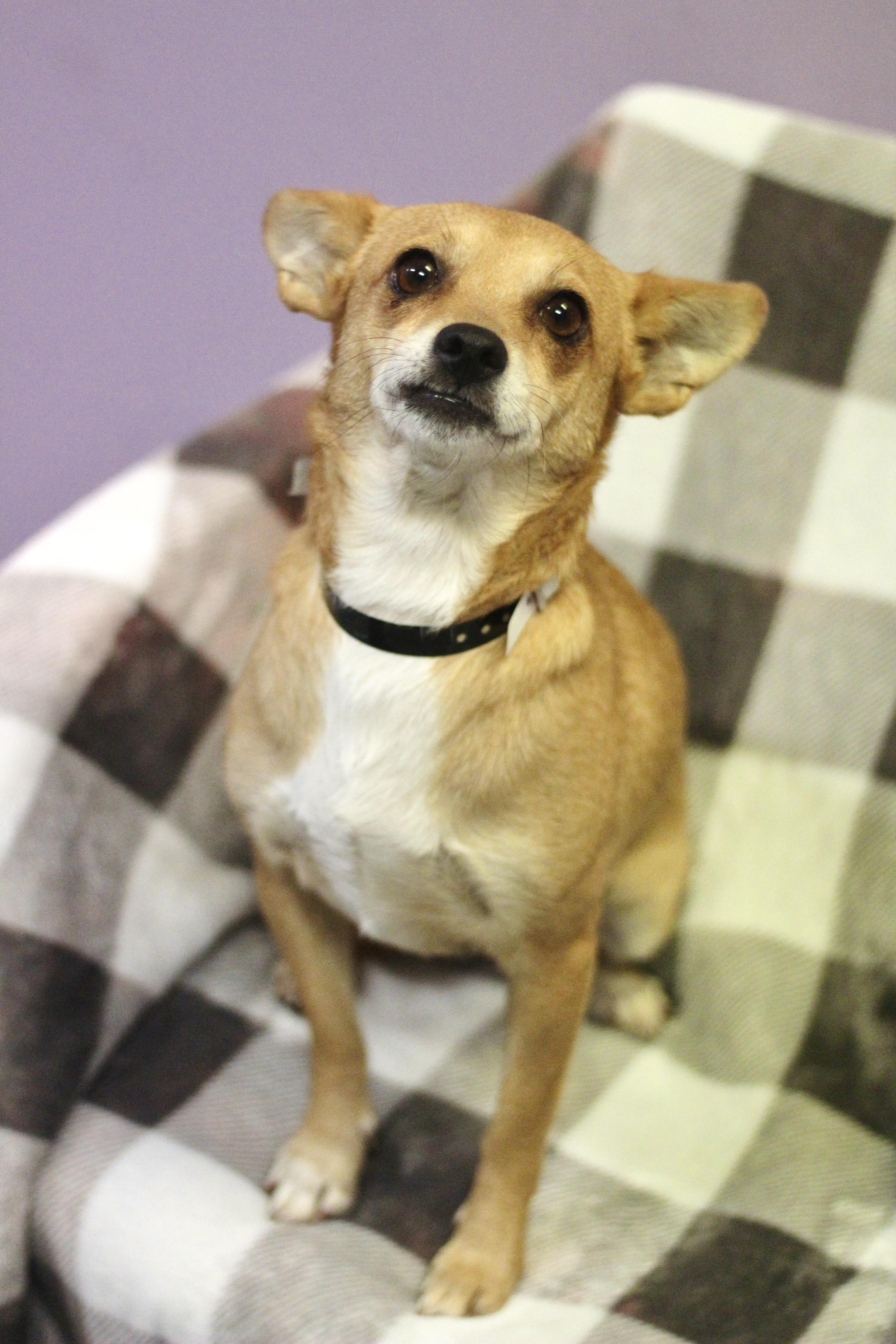 Enlarge Kilimanjaro in NH. Come Meet our Adoptable Dogs Wednesday-Saturday. More info in Bio, a Adoptable mixed breed in Manchester, NH image 4/4