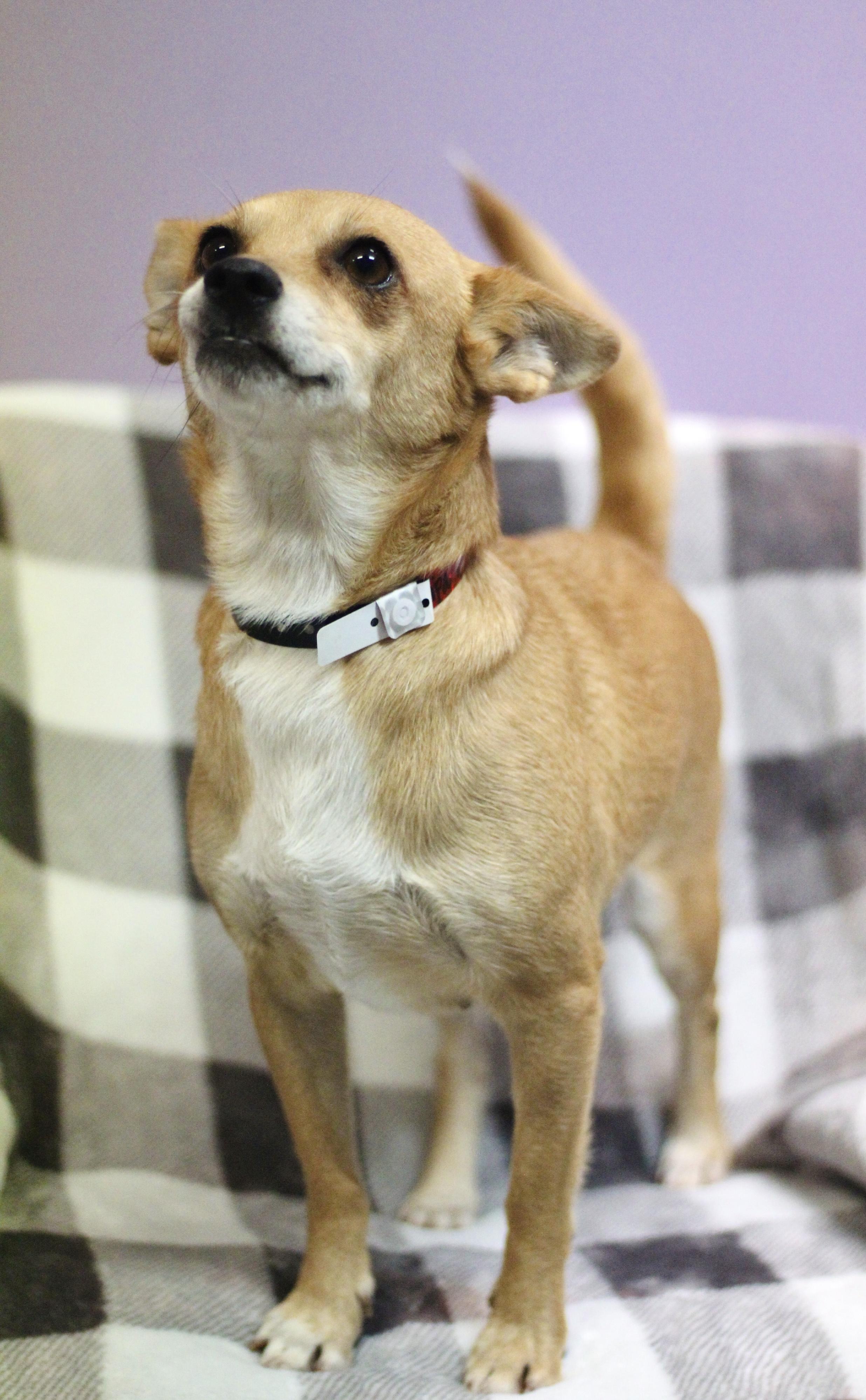 Enlarge Kilimanjaro in NH. Come Meet our Adoptable Dogs Wednesday-Saturday. More info in Bio, a Adoptable mixed breed in Manchester, NH image 2/4