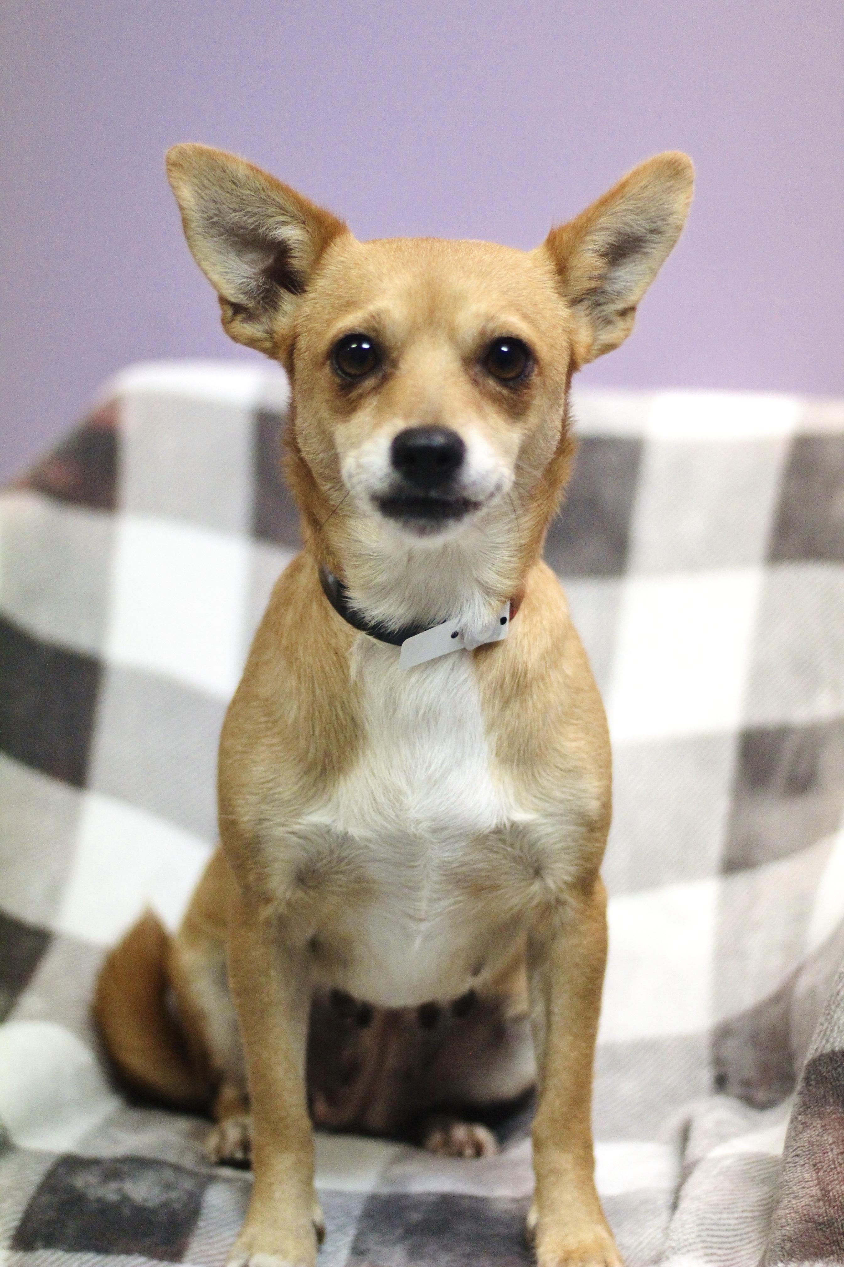 Enlarge Kilimanjaro in NH. Come Meet our Adoptable Dogs Wednesday-Saturday. More info in Bio, a Adoptable mixed breed in Manchester, NH image 1/4