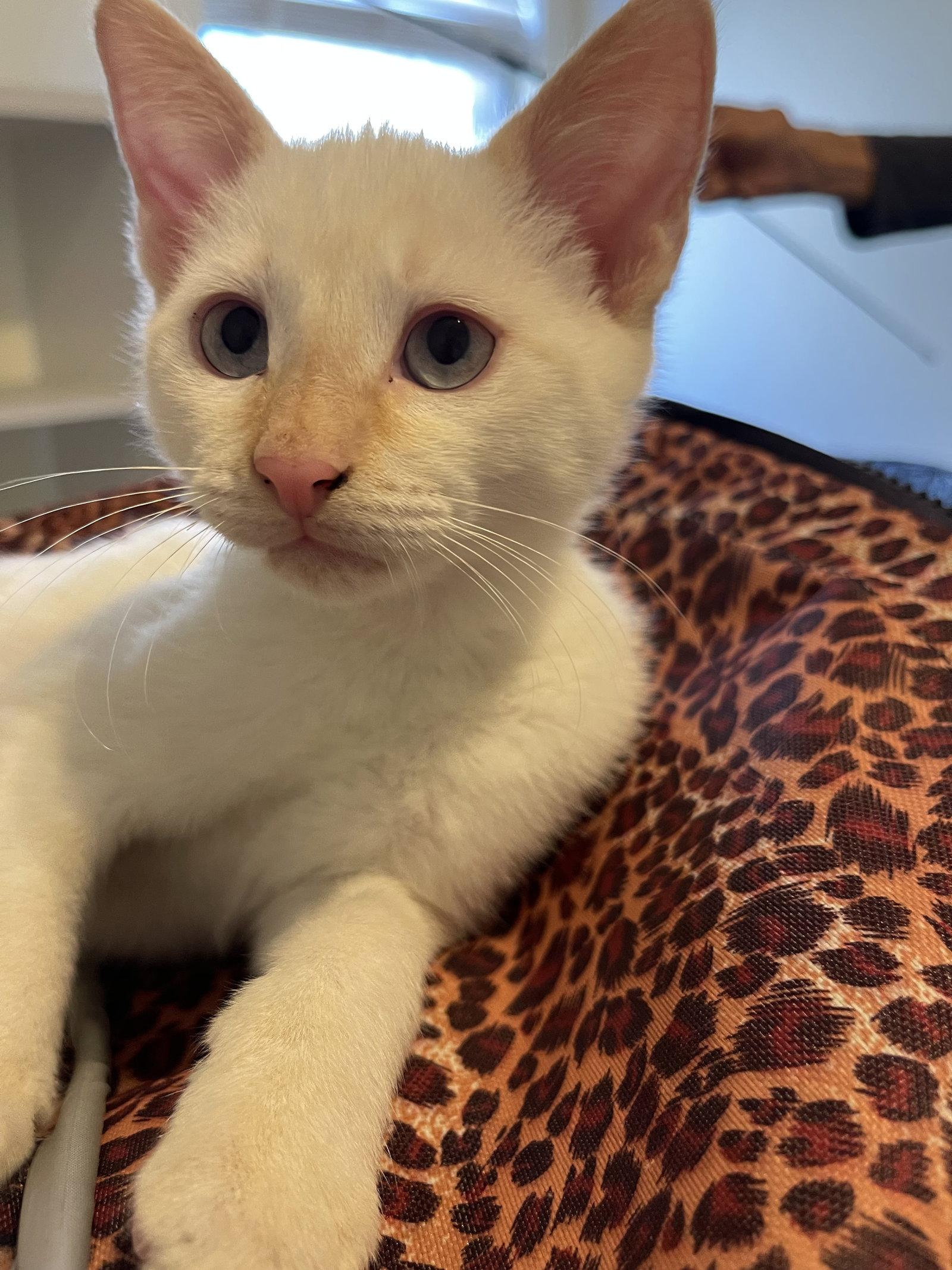 Max S, Adopted, Kitten Male Siamese.