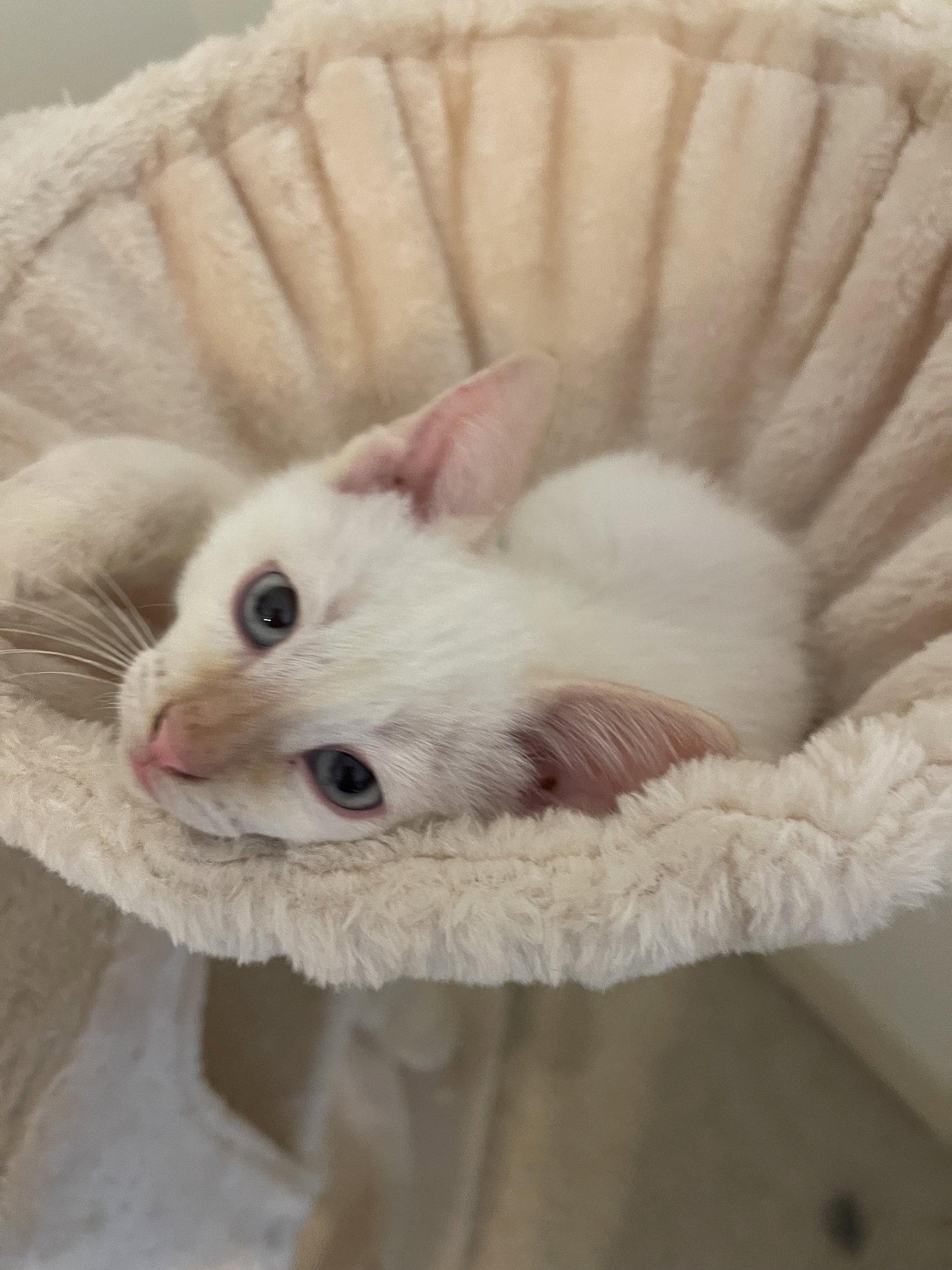 Max S, a Adopted Siamese in Frisco, TX image 2/3