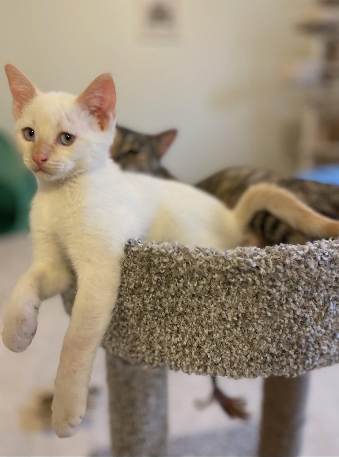 Max S, a Adopted Siamese in Frisco, TX image 3/3