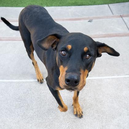 Enlarge Misty, a Adoptable mixed breed in San Francisco, CA image 1/3