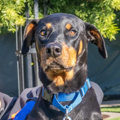 Enlarge Misty, a Adoptable mixed breed in San Francisco, CA image 2/3