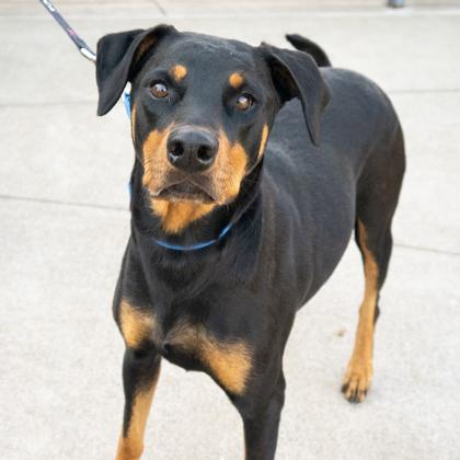 Enlarge Misty, a Adoptable mixed breed in San Francisco, CA image 3/3