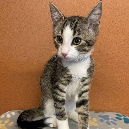 Enlarge Indigo, an adopted Domestic Short Hair in Rochester, MN image 1/1