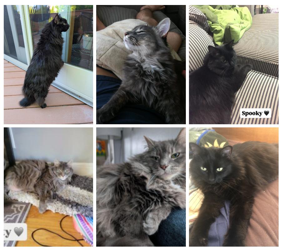 Enlarge Misty & Spooky, a Adoptable Domestic Long Hair in Medford, MA image 2/2