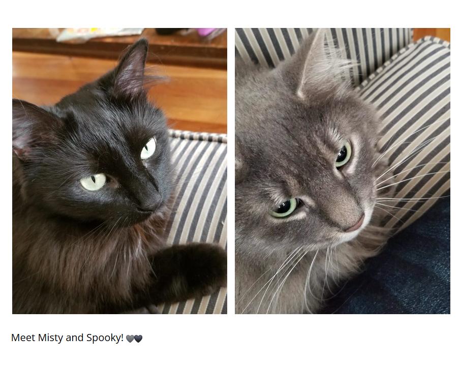 Misty & Spooky, Adoptable, Adult Female Domestic Long Hair.