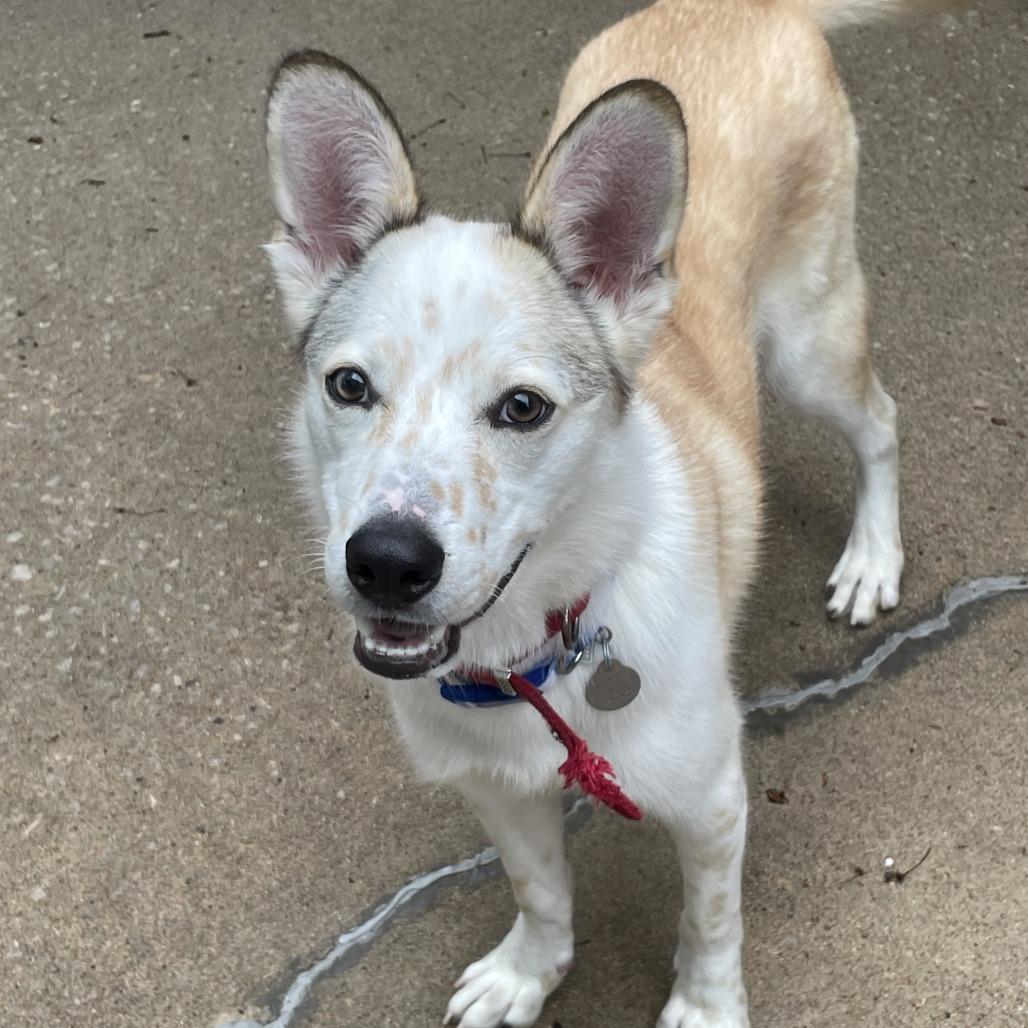 Enlarge Tawny, a Adoptable mixed breed in Tulsa, OK image 1/4