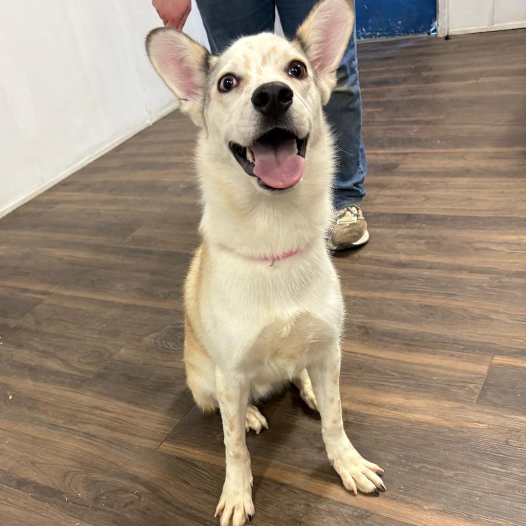 Enlarge Tawny, a Adoptable mixed breed in Tulsa, OK image 1/1