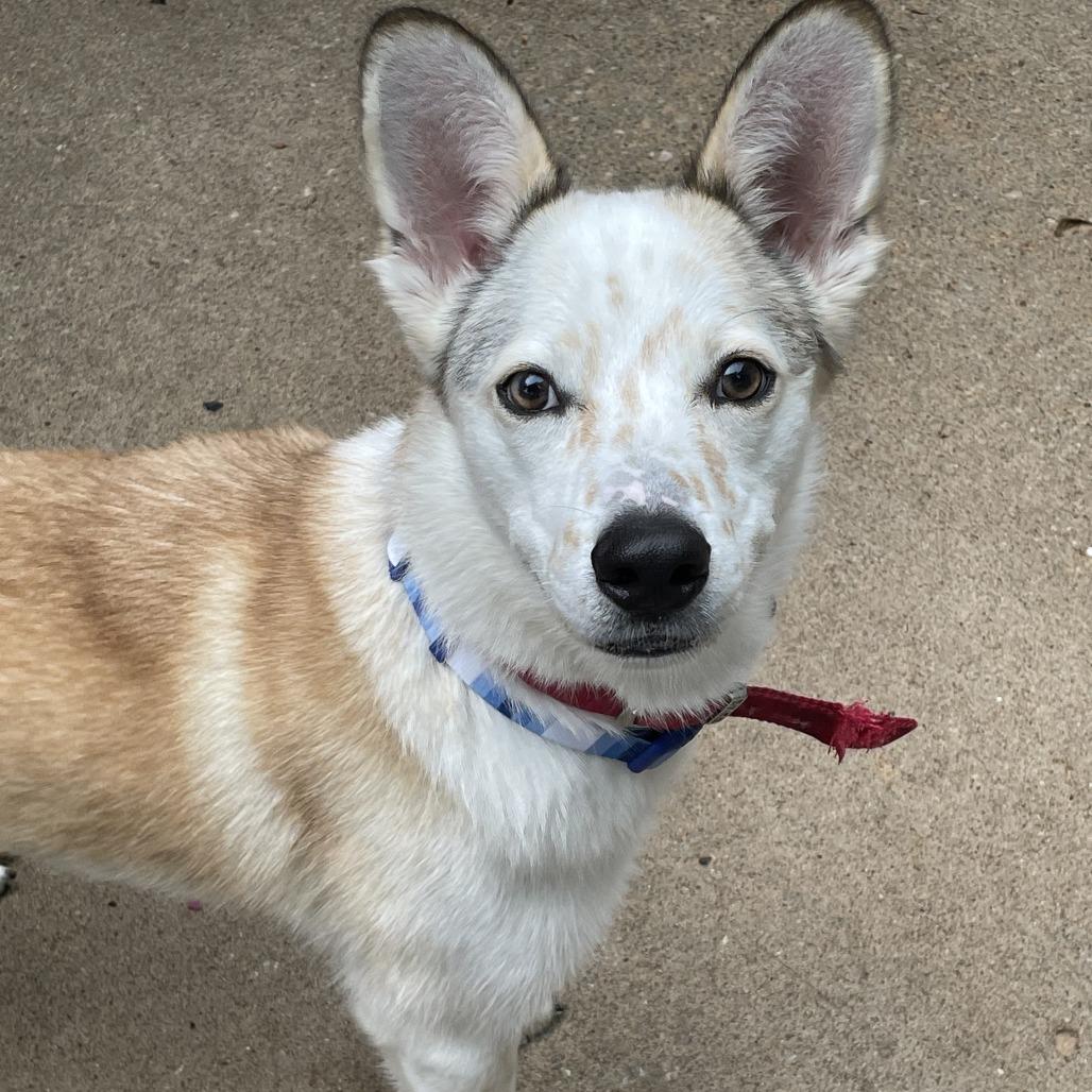 Enlarge Tawny, a Adoptable mixed breed in Tulsa, OK image 3/4