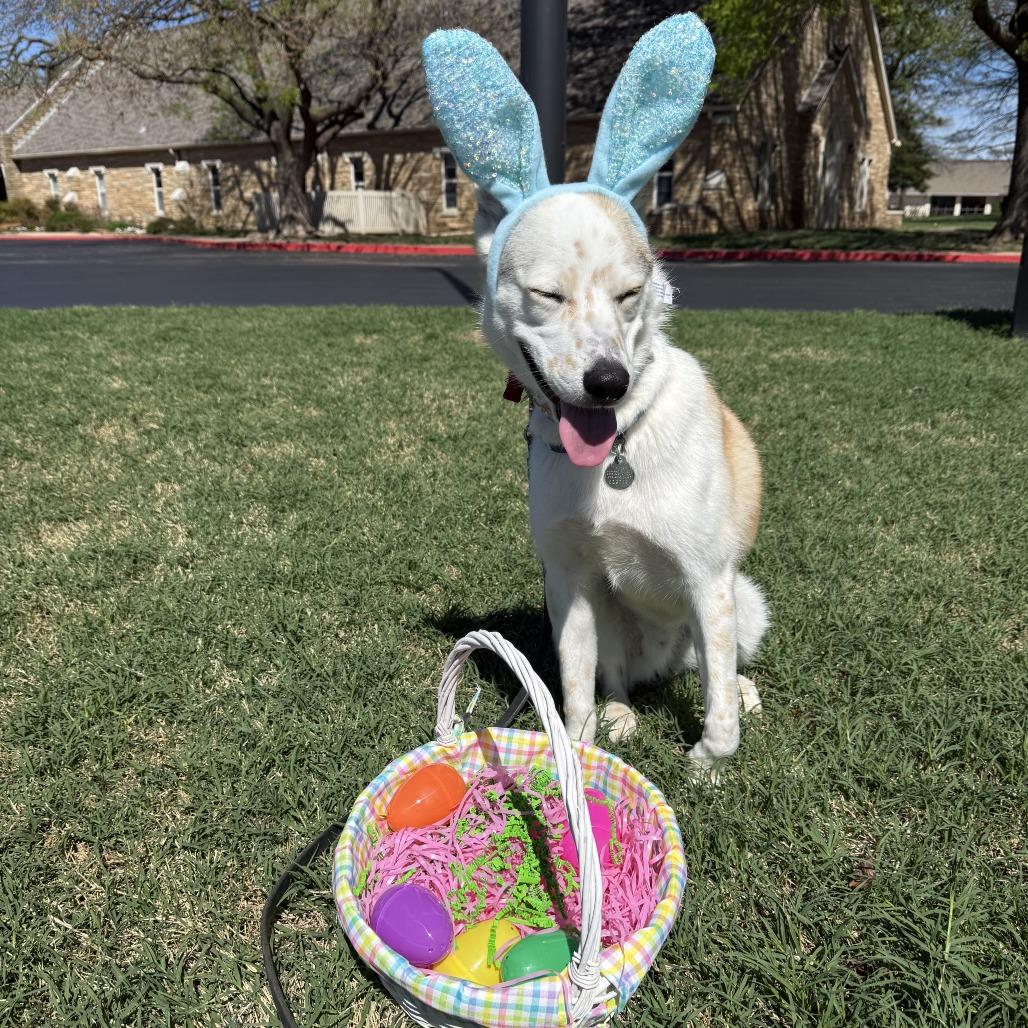 Enlarge Tawny, a Adoptable mixed breed in Tulsa, OK image 4/4