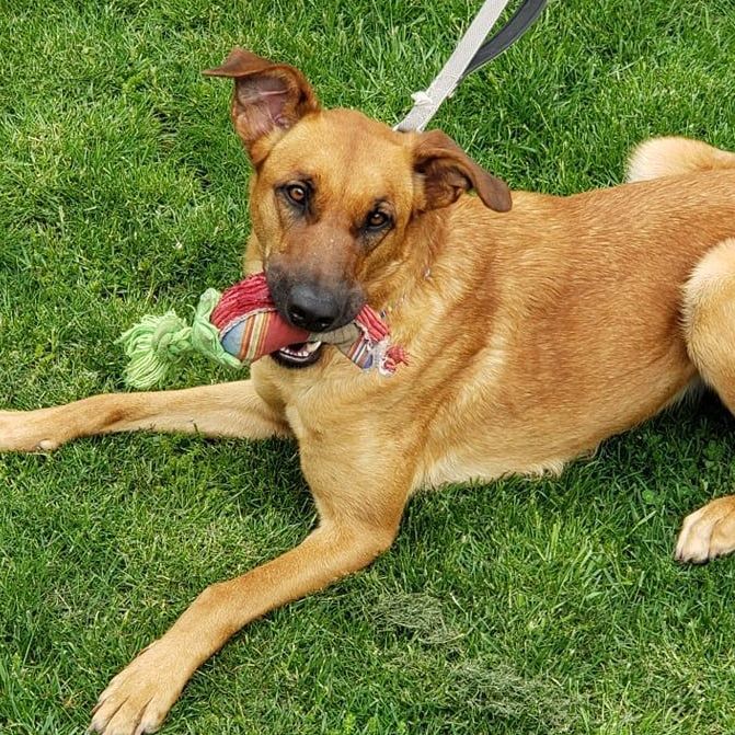 Ginger, a Adoptable Shepherd in Milford, CT image 1/11