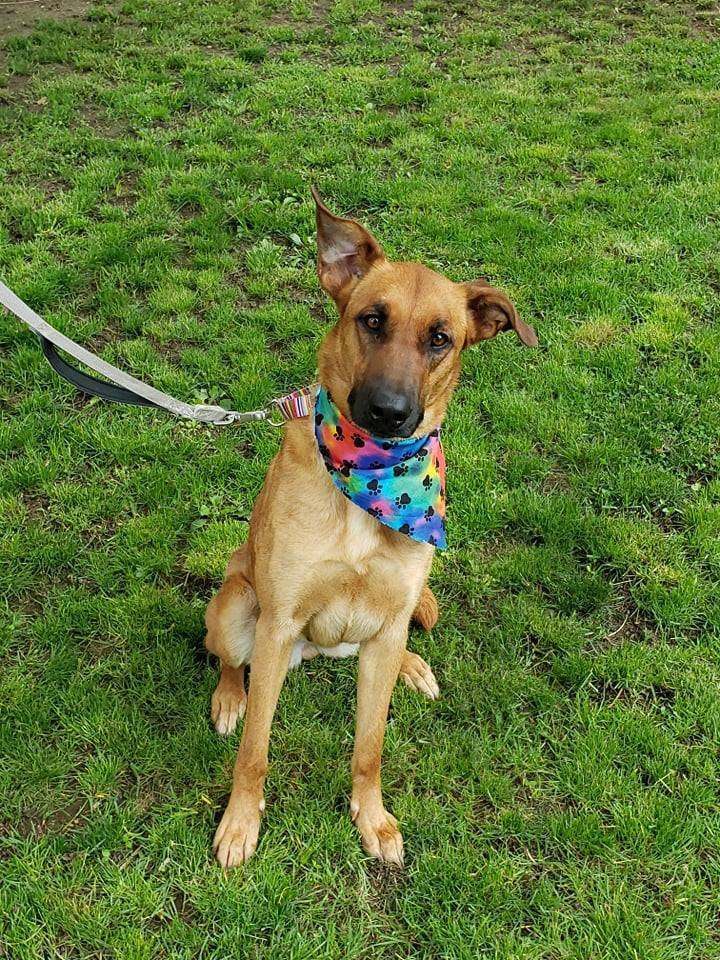 Ginger, a Adoptable Shepherd in Milford, CT image 2/11
