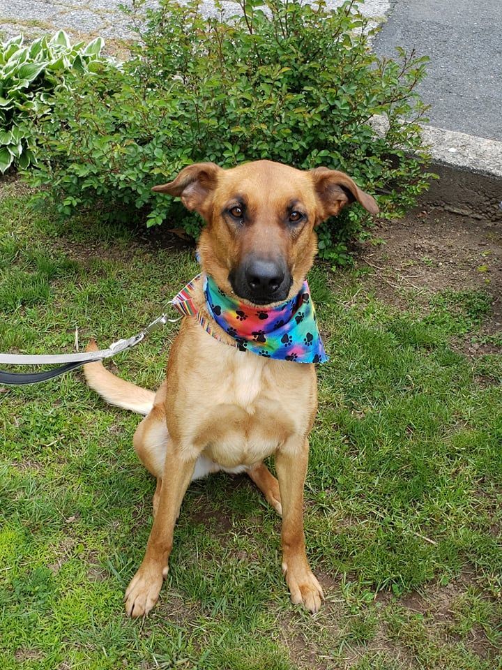 Ginger, a Adoptable Shepherd in Milford, CT image 3/11