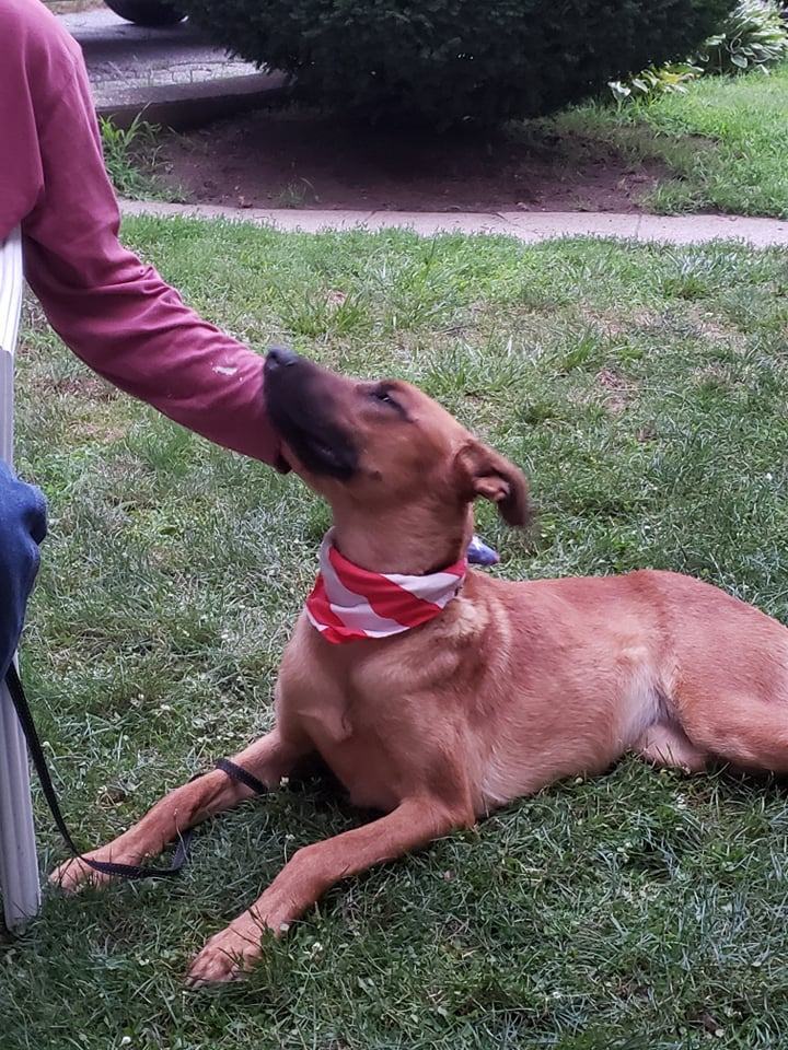 Ginger, a Adoptable Shepherd in Milford, CT image 4/11