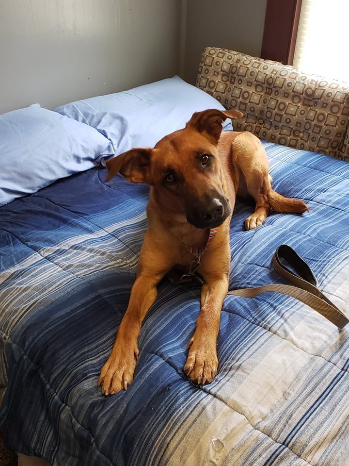 Ginger, a Adoptable Shepherd in Milford, CT image 5/11