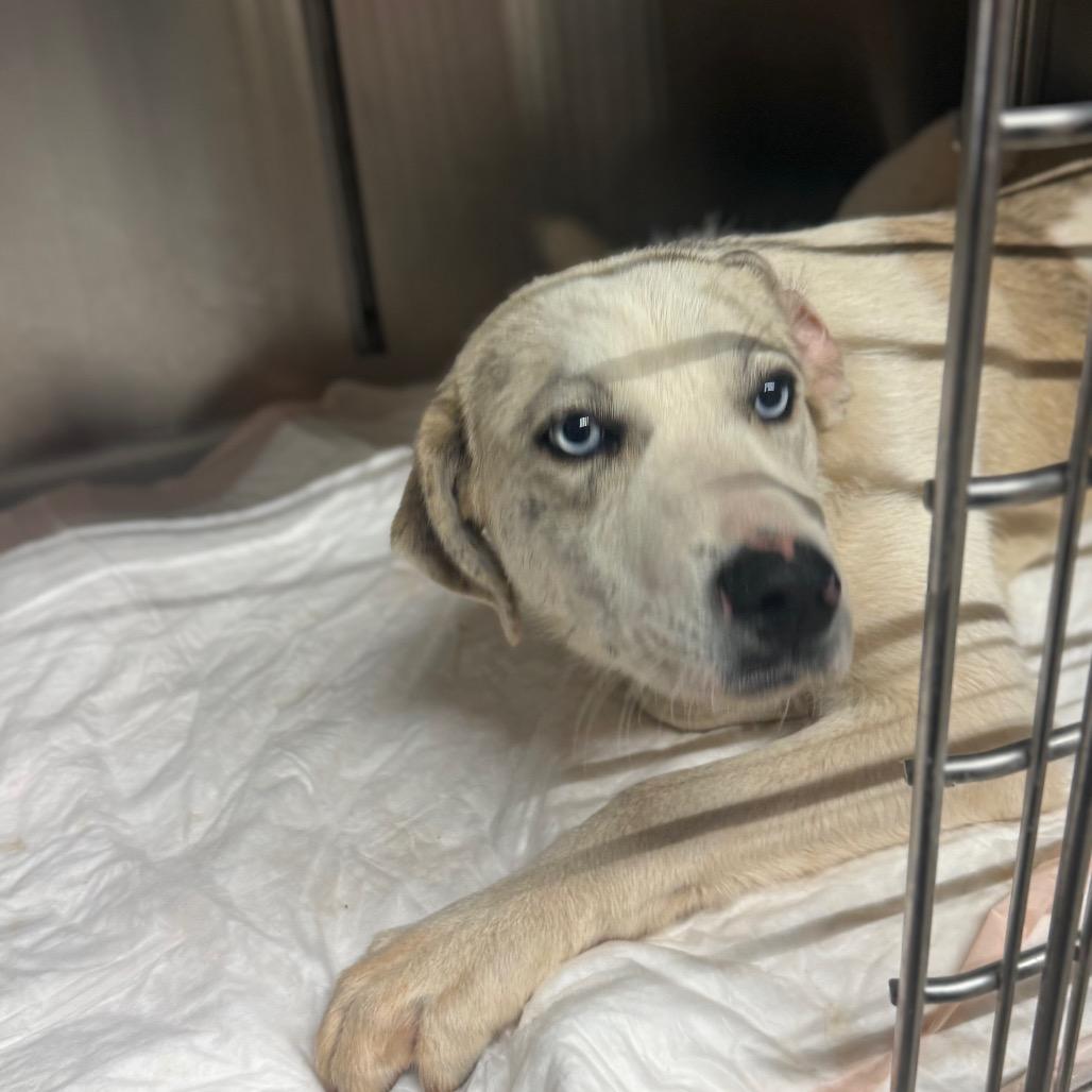 Sandy, Adoptable, Young Female Mixed Breed.