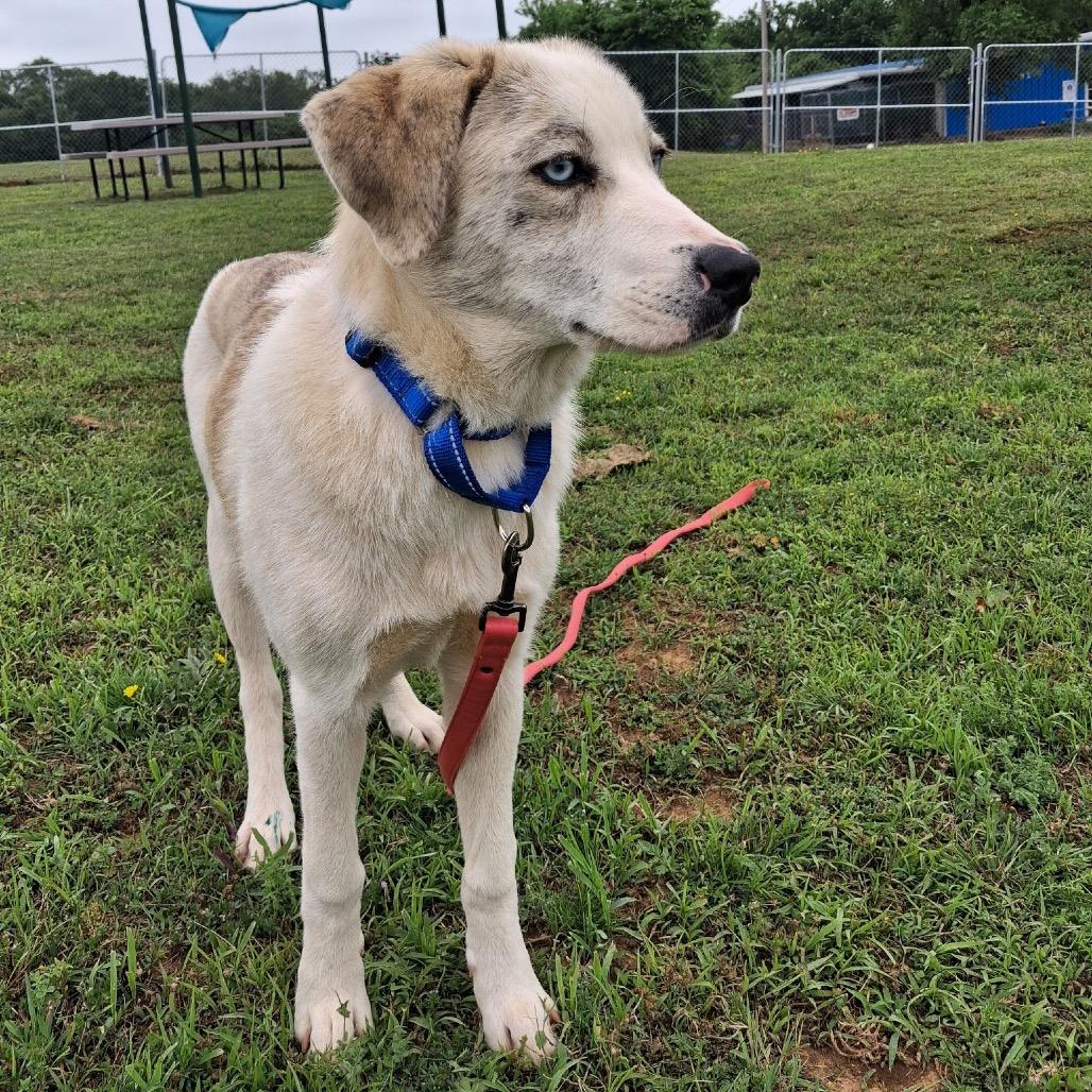 Enlarge Sandy, a Adoptable Mixed Breed in Pauls Valley, OK image 2/3